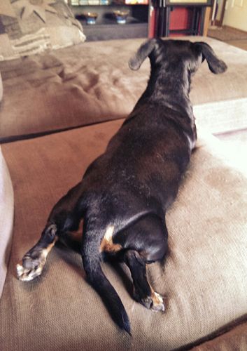 image of Lottie the Dachshund lying on the chaise with her back to the camera and her back legs splayed out