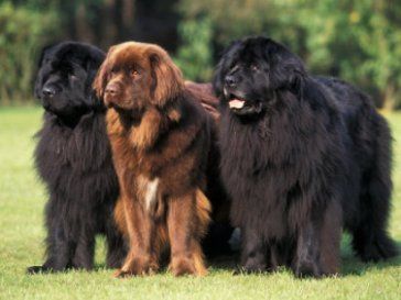 image of three Newfoundland dogs: three big, hairy, adorable dogs, two of them black and one of them brown