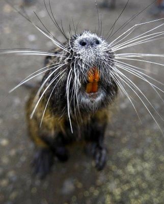 image of a nutria standing on its back legs, pointing its bewhiskered snout with revealed orange teeth at the camera