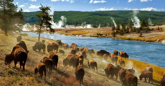 image of buffalo grazing near hot springs in Yellowstone National Park