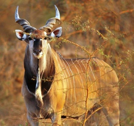 image of a giant eland, with huge twisty horns
