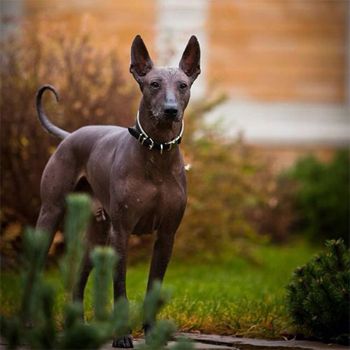 image of a hairless dog with perked ears and a curled tail standing outdoors
