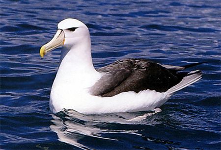 image of an albatross, a black and white bird, floating on the surface of dark blue water