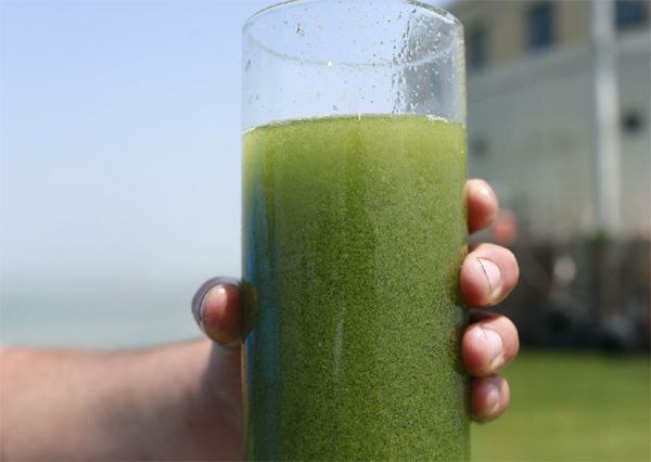 image of what appears to be a white man's hand holding a glass of murky green liquid