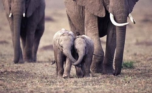 image of two baby elephants walking along with their herd, holding each other's trunks