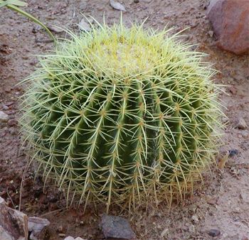 image of a barrel cactus