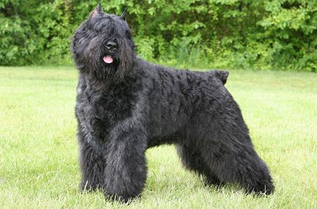 image of a big, shaggy, black dog