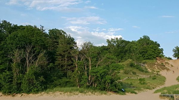 image of a huge sand dune, covered in green trees, against a bright blue sky