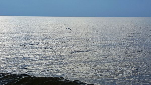 image of a gull flying low over the water