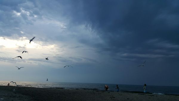 image of the beach and lake, with seagulls flying against a darkening sky at dusk