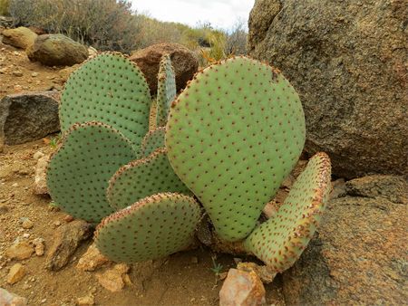 image of a beavertail cactus