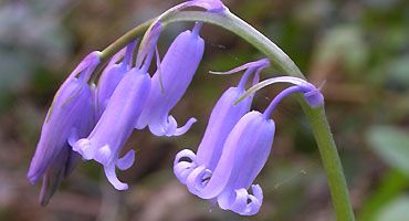 image of bluebell flowers