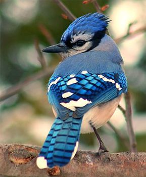 image of a blue jay, sitting on a branch, looking over its shoulder