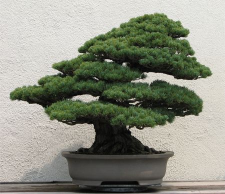 image of a bonsai tree