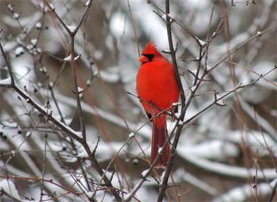 image of a bright red male cardinal sitting on a snowy branch