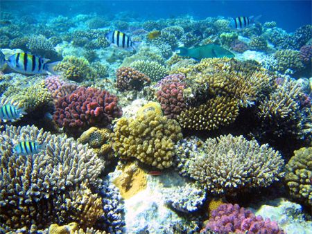image of a colorful coral reef