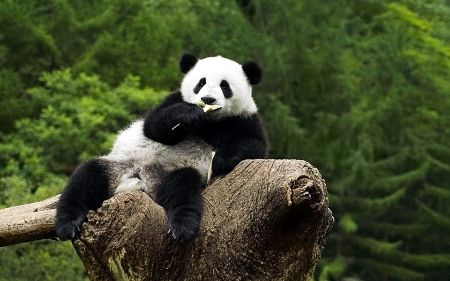 image of a panda lazily lounging in a tree top, munching on a bamboo shoot or maybe licking a wooden spoon