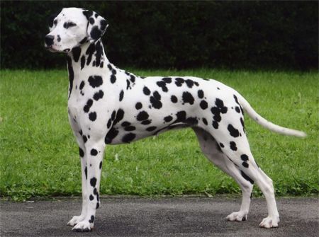 image of a dalmatian standing on pavement near a patch of grass