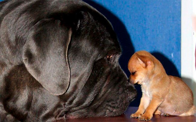 image of a tiny chihuahua puppy sitting on a table beside the giant nose of an adult Neopolitan mastiff