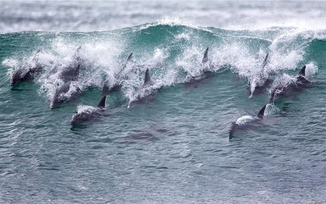 image of about a dozen dolphins surfing the blue waves