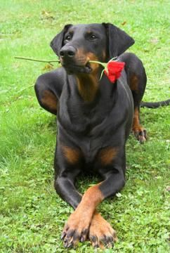 image of a doberman pinscher lying in the grass, holding a red rose in hir mouth