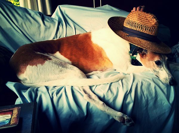 image of Dudley at the beach house wearing a straw hat