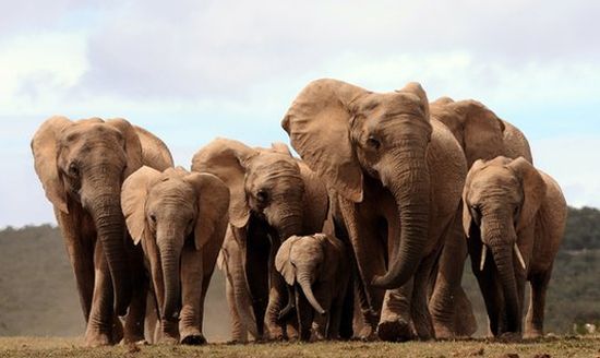 image of a herd of elephants walking across a savannah