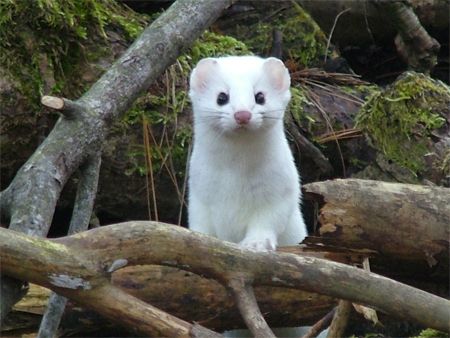 image of a little white weasel with a pink nose