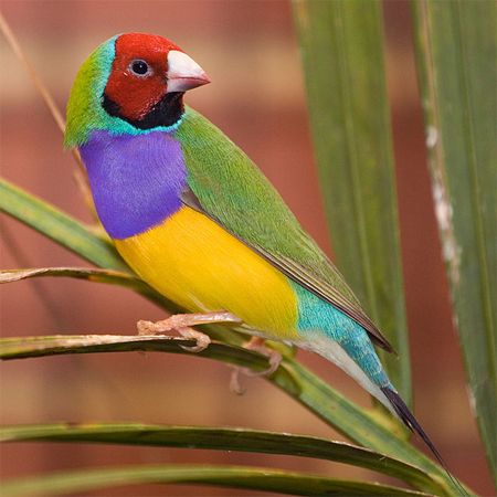 image of a colorful rainbow finch sitting on a palm frond