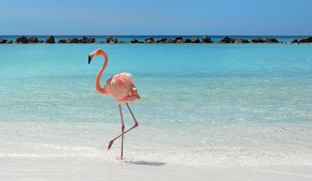 image of a flamingo at the beach