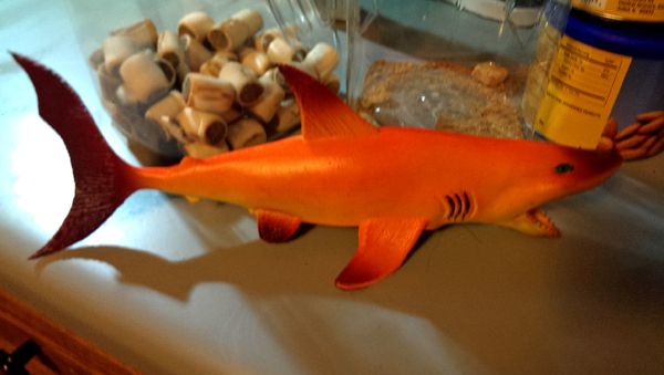 image of a rubber orange shark sitting on my kitchen counter