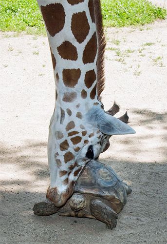 image of a giraffe, leaning its loooong next way down to rest its snout against a tortoise's shell