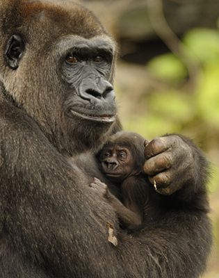 image of a mama gorilla holding her tiny baby gorilla