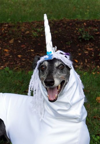 image of a black greyhound with a greying muzzle grinning broadly while dressed in a unicorn costume