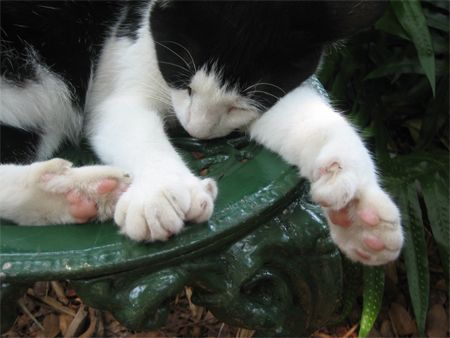 image of a Hemingway Cat, showing off its extra toes