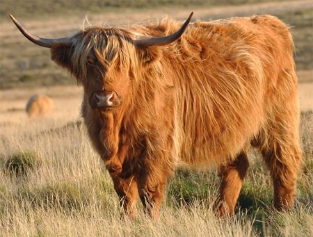 image of a shaggy red Highland cow with long pointed horns
