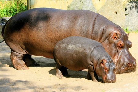 image of a mama and baby hippo