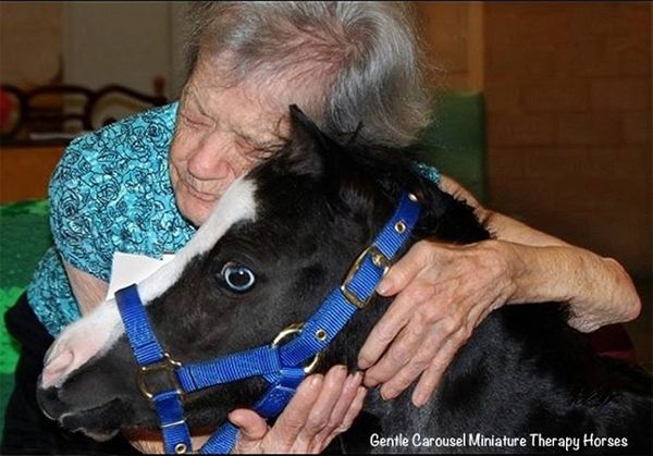 image of an elderly woman who appears to be white squeezing a therapy mini horse's neck