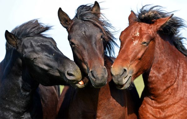 image of three horses standing in a row, one black, one brown, and one red, with their muzzles leaned together and their manes blowing in the breeze