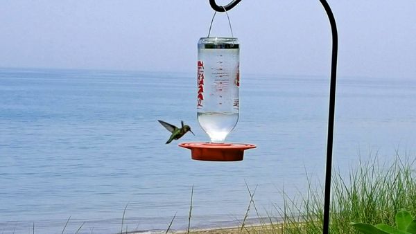 image of a hummingbird hovering in flight at a feeder
