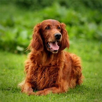 image of an Irish Setter dog, sitting in the grass