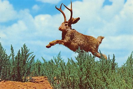 image of a jackalope, a mythical creature that looks like a rabbit with antlers