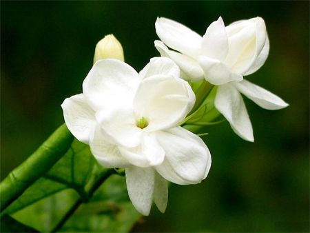 image of jasmine flowers