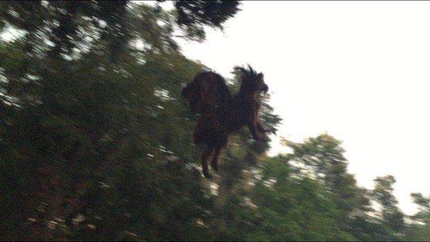 image of a blurry silhouette of what looks like a winged goat flying against a backdrop of green treetops