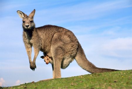 image of a kangaroo standing on a hill with a joey peeking out of her pouch