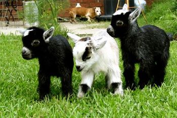 image of three baby goats