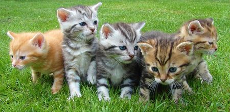 image of stripey kittens sitting in the grass, looking cute as hell