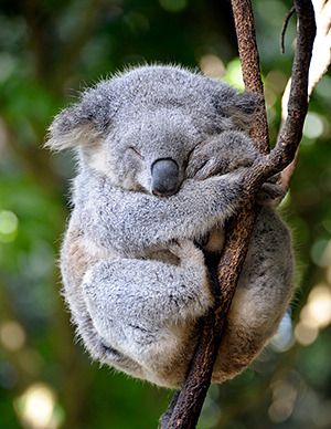 image of a koala, in a tree, hugging the branch, with its eyes closed