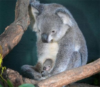 image of a koala sitting in a tree with a joey peeking out of her pouch