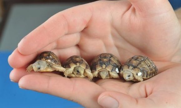 image of four tiny baby turtles being held in a pair of white hands